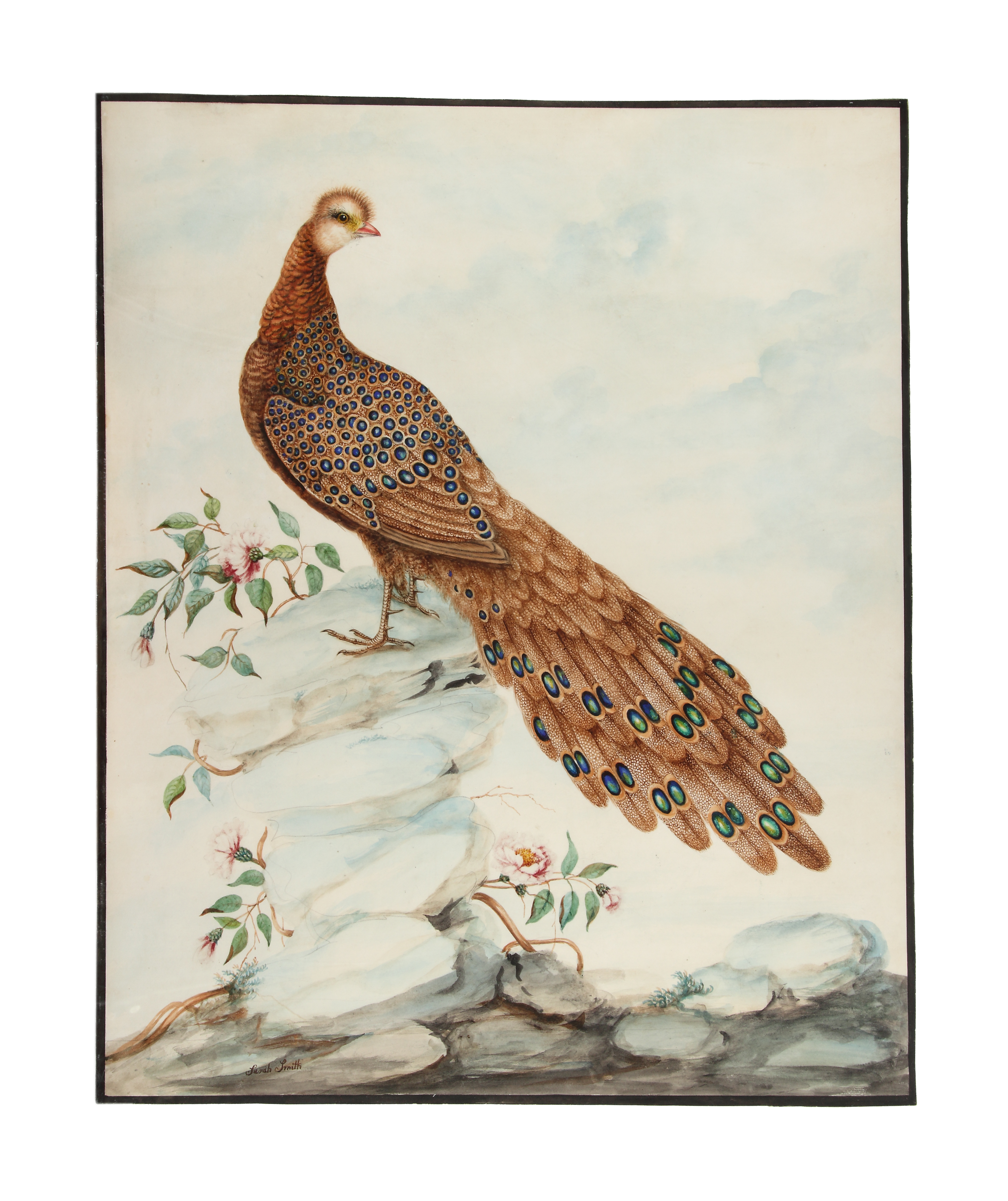 Sarah Stone (1760 - 1844) 